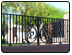 Custom Wrought Iron Fence